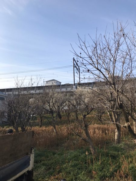 稲城市矢野口　植栽撤去・パイプ撤去工事を行いました。